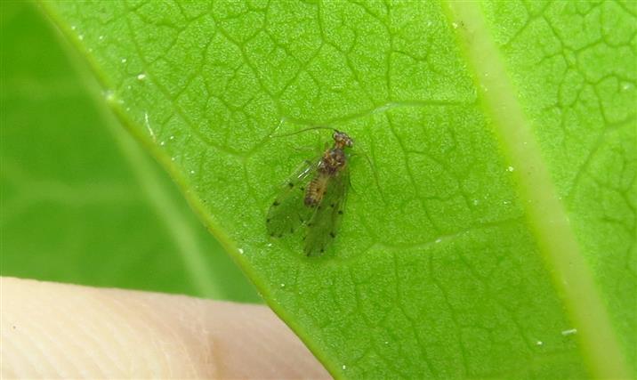 Another Psocoptera for ID